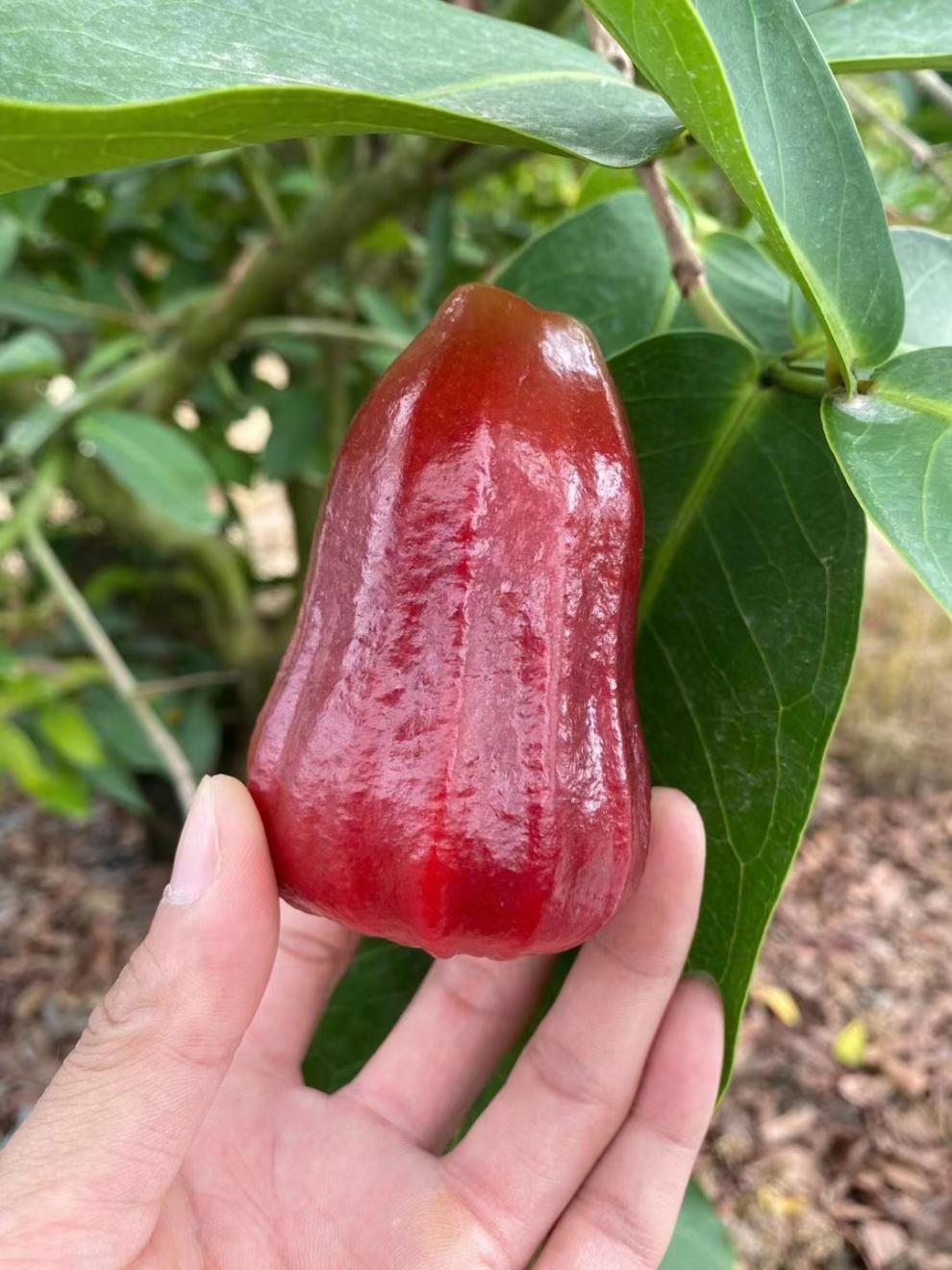 海南莲雾新鲜黑金刚莲雾特级果礼盒装3斤装水果雾莲3斤装海南莲雾团购