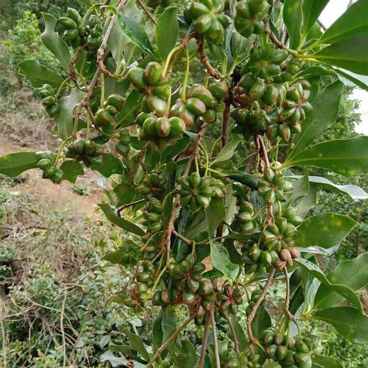 顾致树苗八角苗香八角调料食用八角树大料食用作料大红包花椒苗京闪