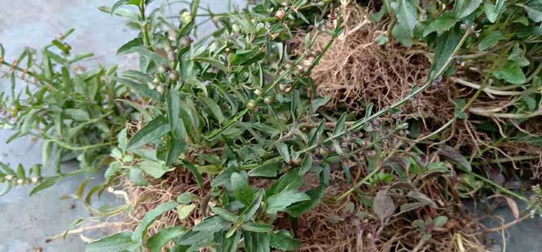 新鲜现挖浙江半枝莲四条棱四方草并头草中药材新鲜500克加冰加泡沫箱