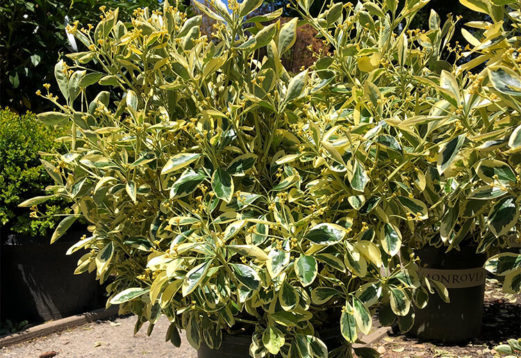 金边黄杨球观叶金边冬青苗庭院绿化四季常青篱笆植物花叶冬青树苗