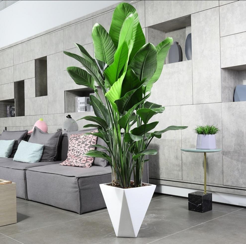 冰点天堂鸟室内盆栽四季常青家具绿植大型绿植真花好养含圆形水泥盆