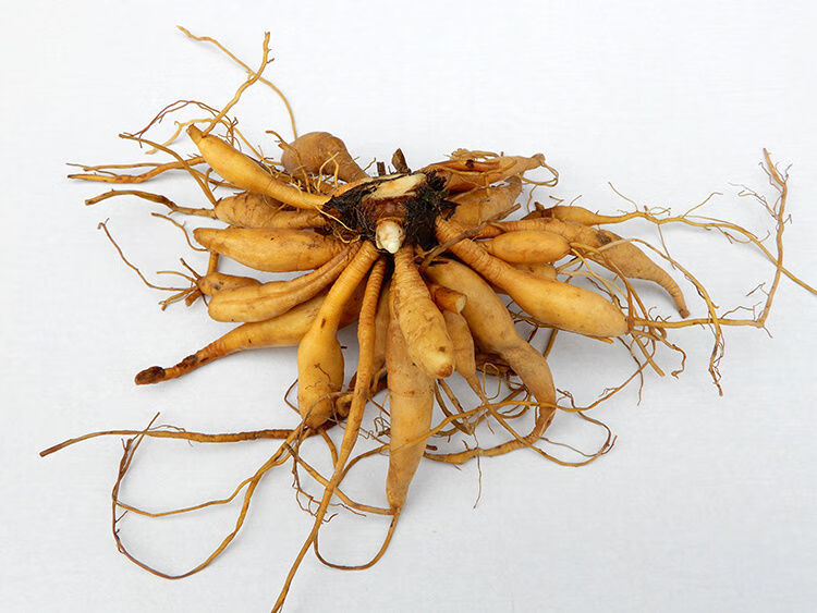 野生新鲜黄花菜根500g金针苗根萱草根忘忧草根黄花菜苗 500g【图片