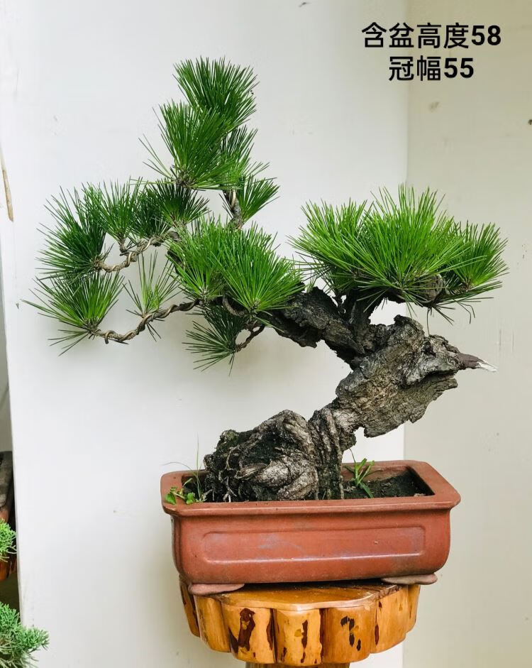 多年盆栽造型日本黑松 提根小品黑松盆景 实物 a36 含盆【图片 价格