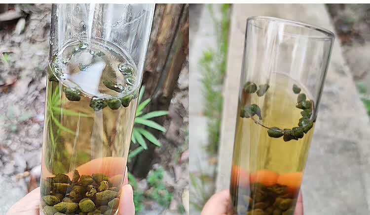 新茶叶 怡兰香茶 兰贵人西兰香 绿茶名茶 黄山九华山特产 九华山特产