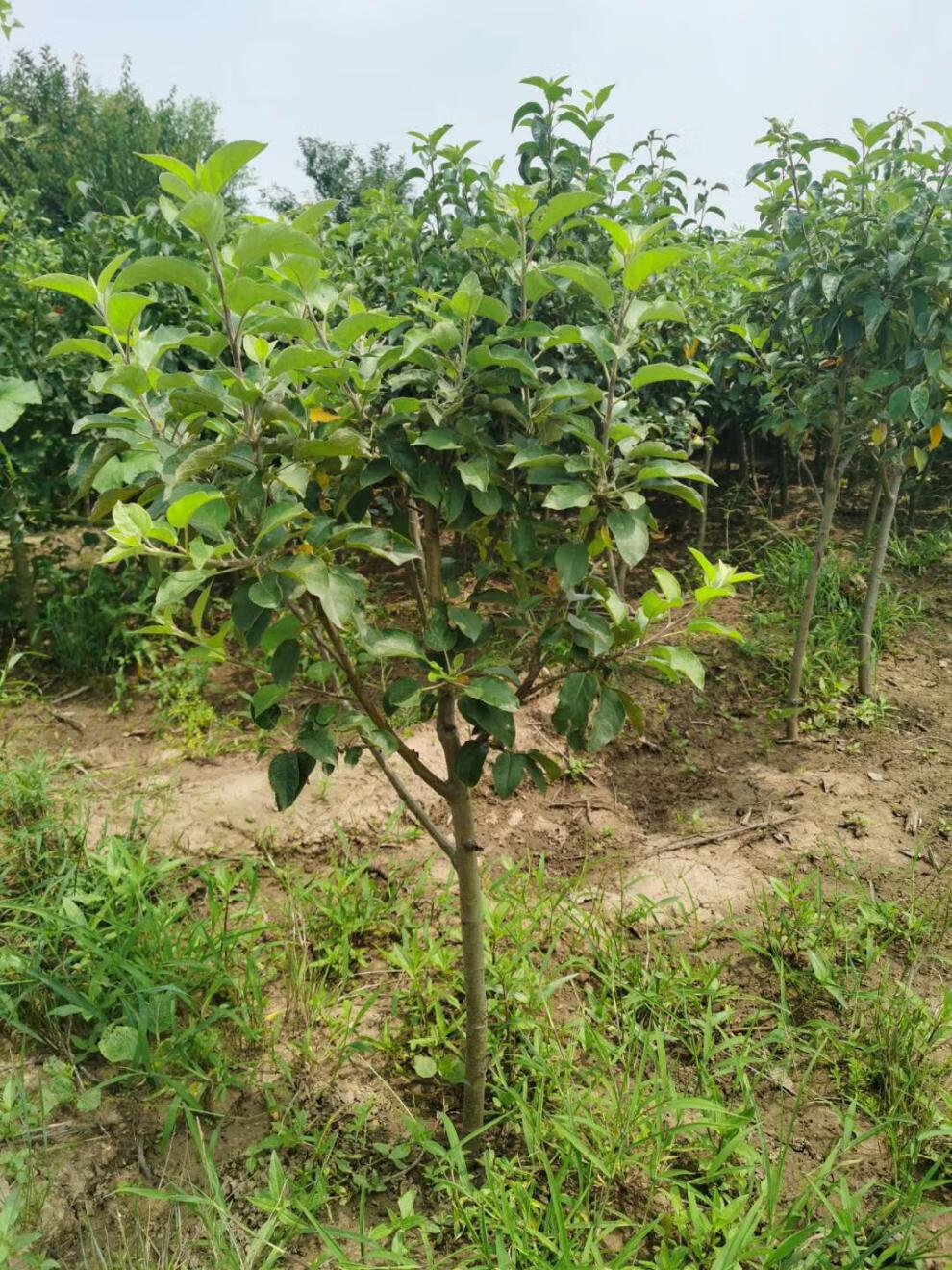 5年苗乔纳金【带土带分枝】 60cm(含)-69cm(含)