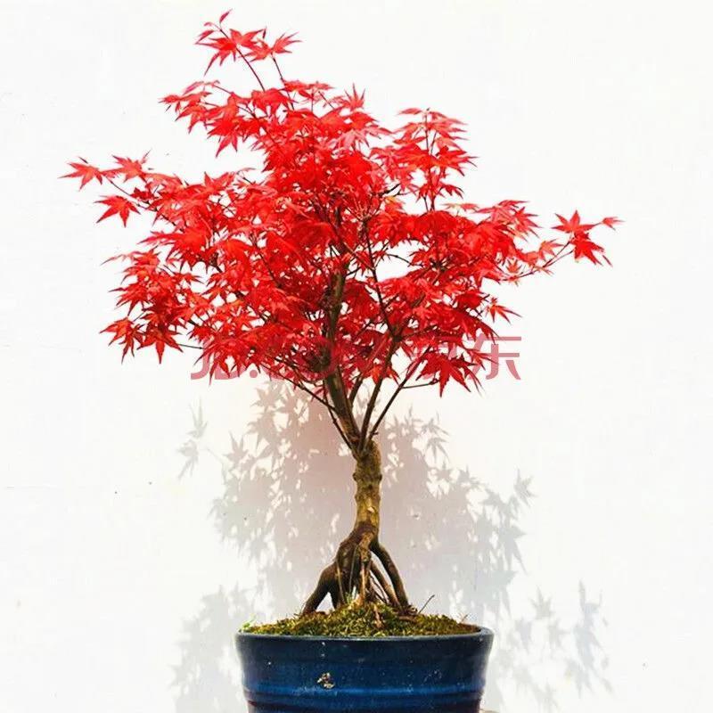 红枫树苗 矮化盆栽红枫苗 日本红枫红舞姬四季红枫盆景室内阳台 5年