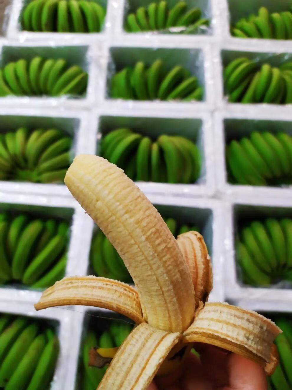 柘城助农馆广西农家新鲜甜香蕉青香蕉现摘现发新鲜水果3斤5斤9斤净重1