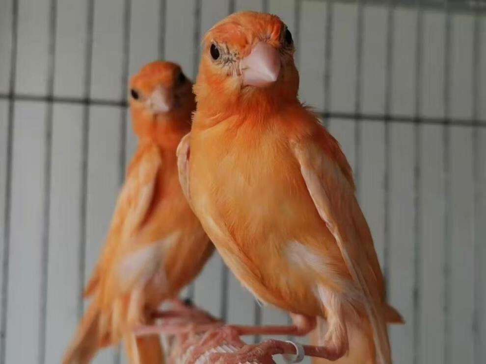 玉鳥活體 活體辣椒紅蠟鳥黃鳴唱籠養成年繁殖鳥 辣椒紅(小鳥) 一隻母