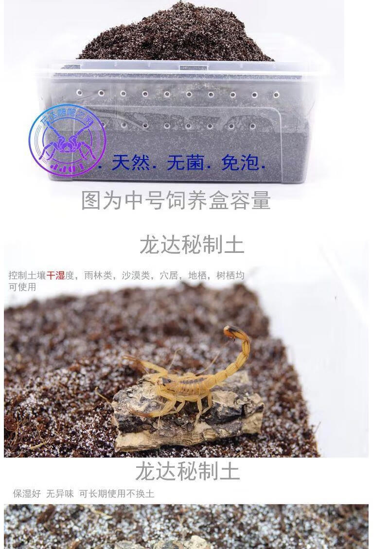 工匠头蜘蛛宠物活体智利火玫瑰红玫瑰所罗门多哥海格力斯橙巴布金直间