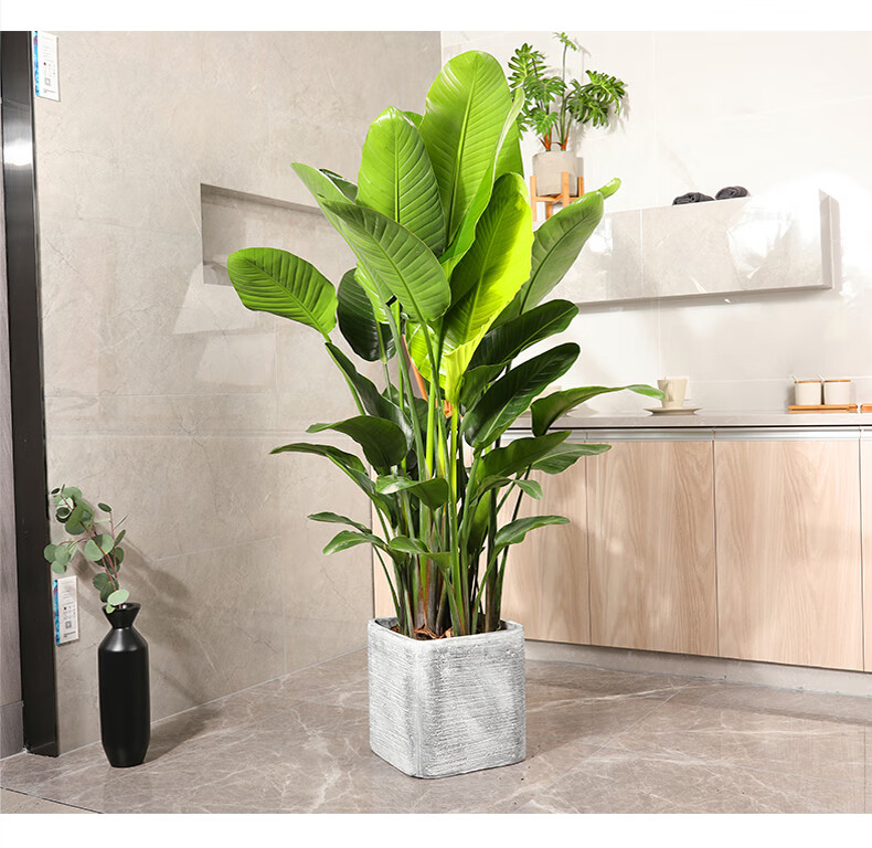 玫稻大型室内盆栽植物客厅落地大绿植吸甲醛净化空气大盆栽绿植 天堂