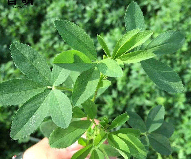 紫花苜蓿草籽種牧草種子養殖畜牧四季羊草牧草種籽紫花苜蓿草種子苜蓿