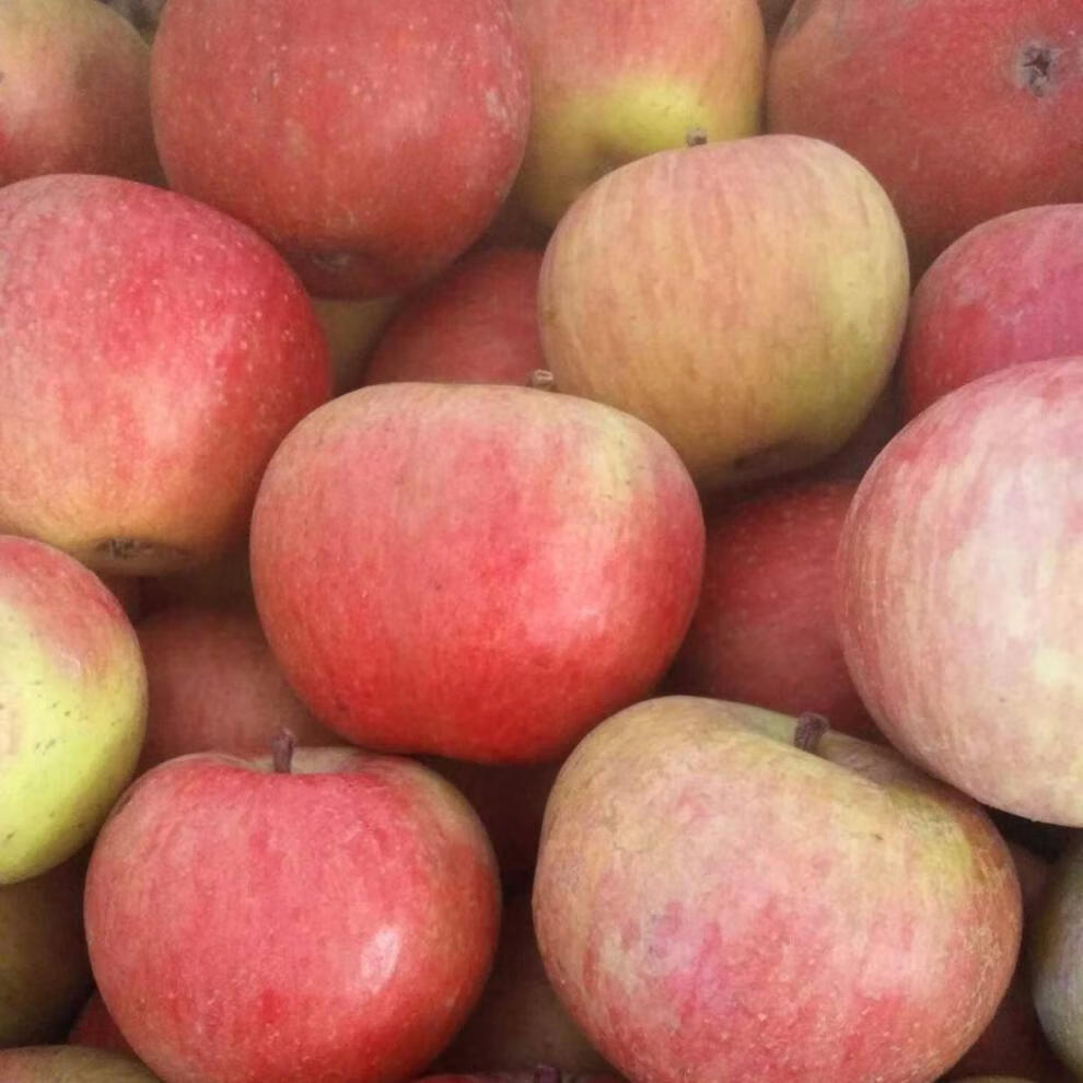 正宗小国光苹果酸甜新鲜小果光不是瓦房店苹果烟台5小国光2斤5斤