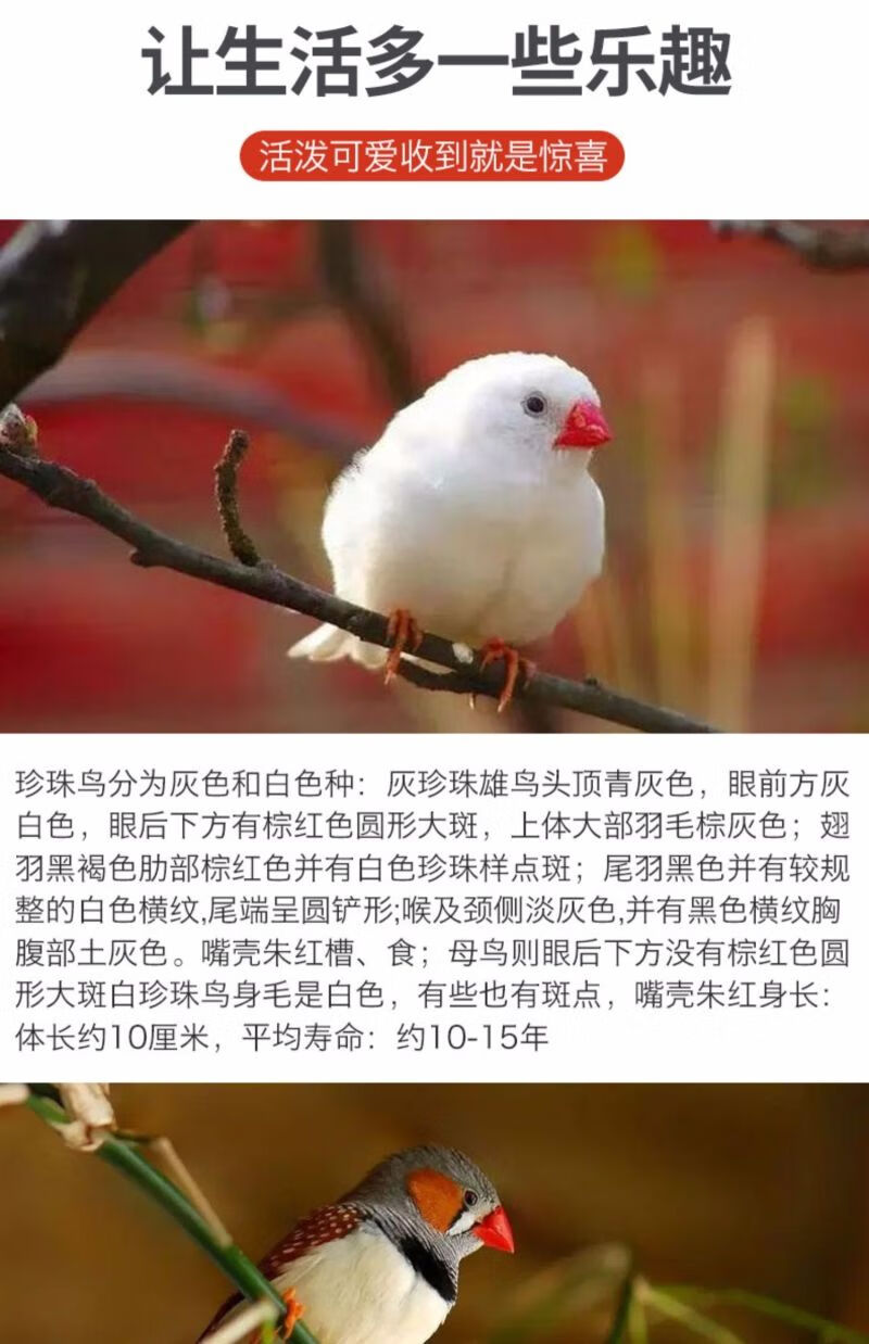 七彩活体小型宠物鸟观赏鸟珍珠鸟活物灰白活体送鸟粮包邮一只灰珍珠公