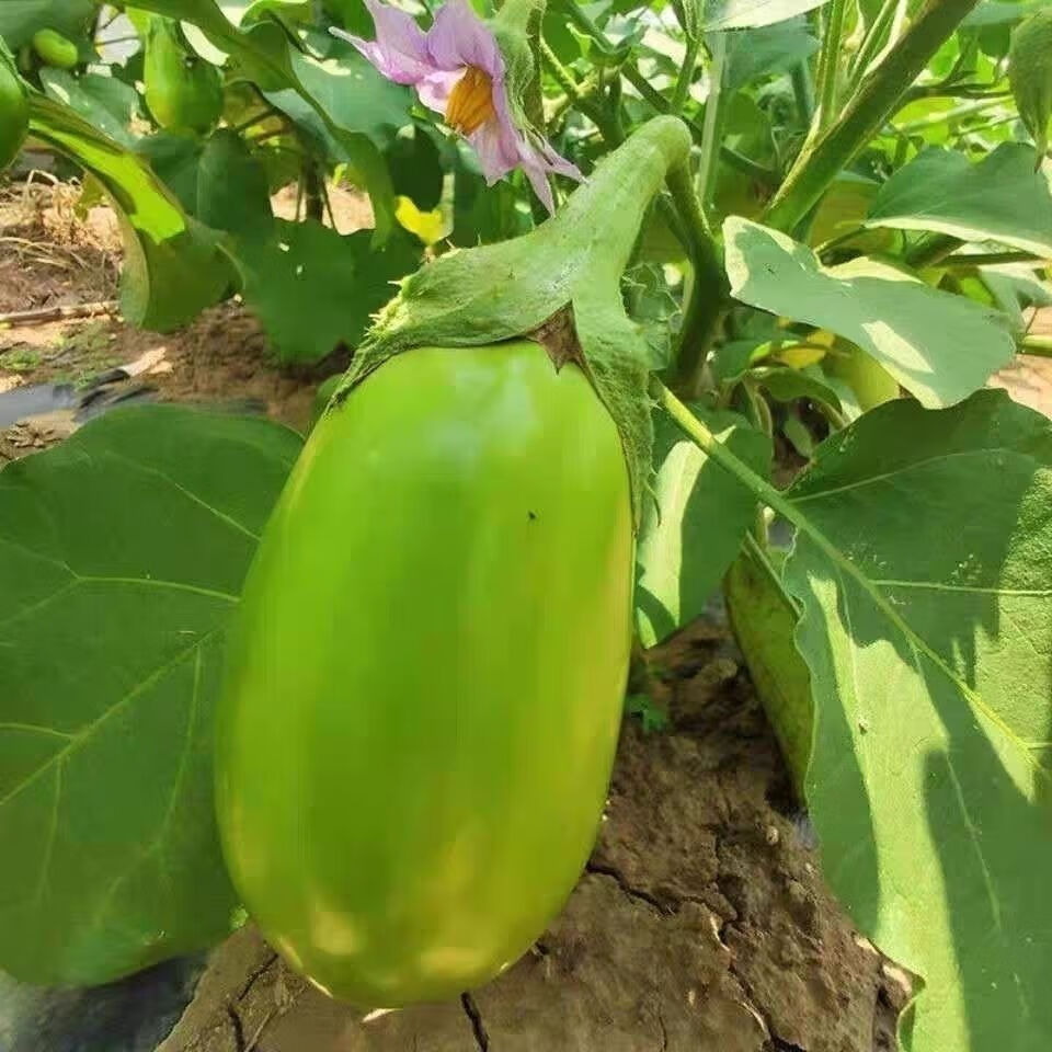 河南特产青茄子新鲜绿茄子圆茄子新鲜蔬菜绿皮茄子农家自种3斤5斤3斤