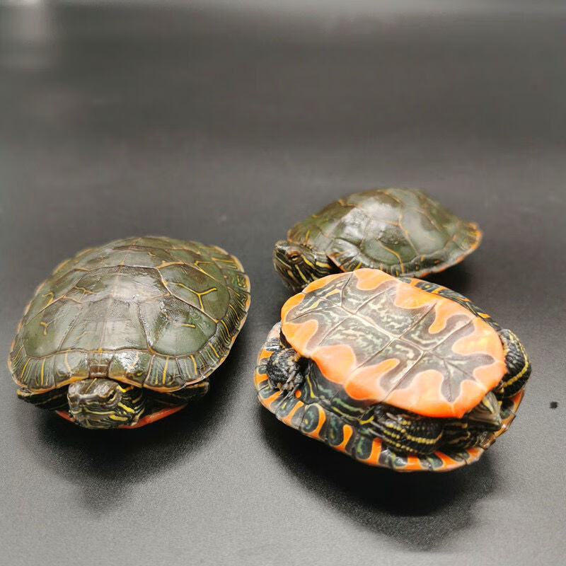 西锦龟苗活体深水龟宠物龟小乌龟活物观赏龟龟西锦龟情侣龟 5-6厘米