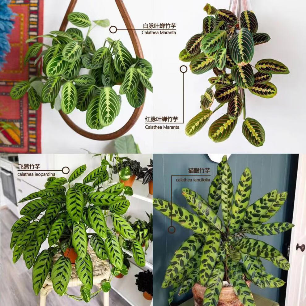 室内水培盆栽四季常青紫背喜阴植物净化空气紫背竹芋又名波浪竹芋带