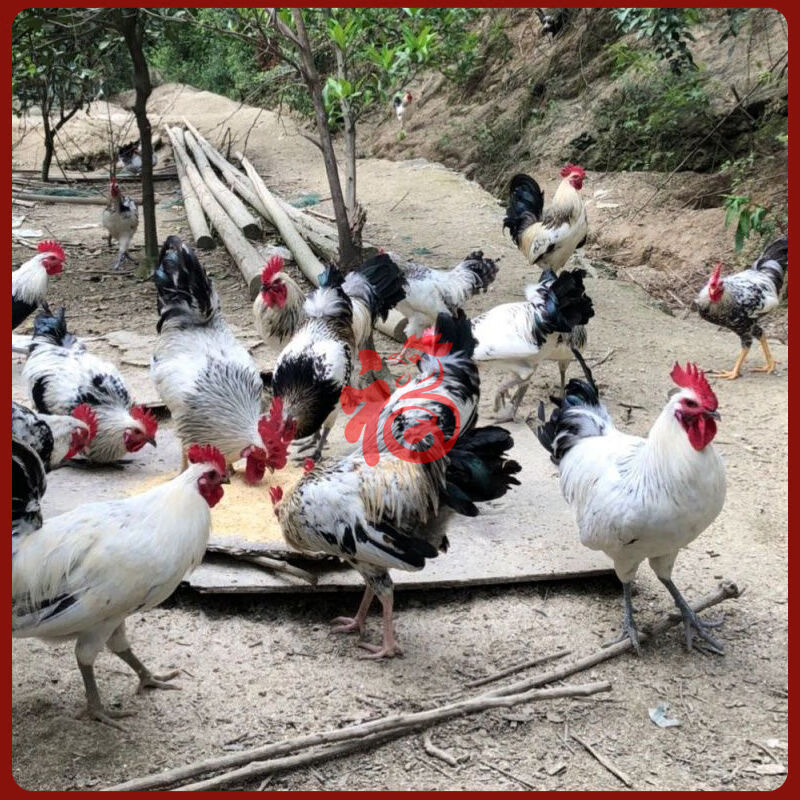 族萃半斤鹊山鸡活苗五彩山鸡幼苗小鸡批发活的正宗彩凤鸡稻花鸡仔 4-6