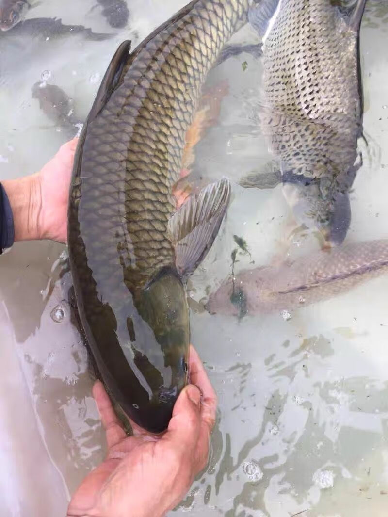 江苏州发货新鲜现杀草鱼块肉淡水鱼大草鱼活鱼现杀青鱼段酸菜鱼片青鱼