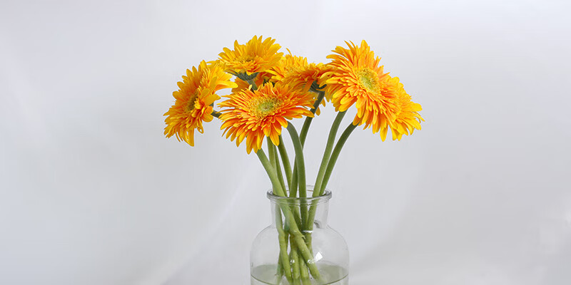 麦桑荷 麦桑荷 太阳花鲜花直发扶郎顺丰插花弗朗非洲菊花摆放水养鲜