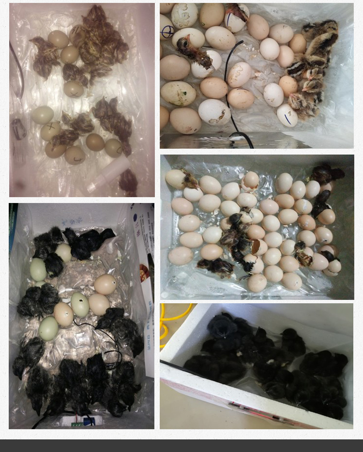 60孵化器小型家用迷你二队孵化机自动小型用型水床孵蛋器孔雀鸭鹅用