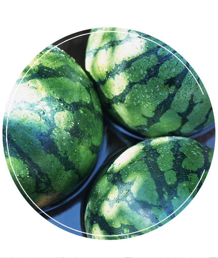 寿禾冰糖麒麟西瓜种子南方北方特大麒麟瓜寿禾冰糖麒麟瓜西瓜30粒袋