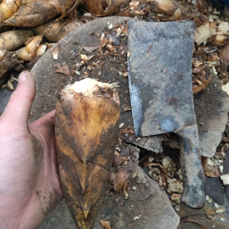 新鲜冬笋竹笋现挖现发去根毛竹笋黄泥拱楠竹笋 2-3冬笋三斤【图片