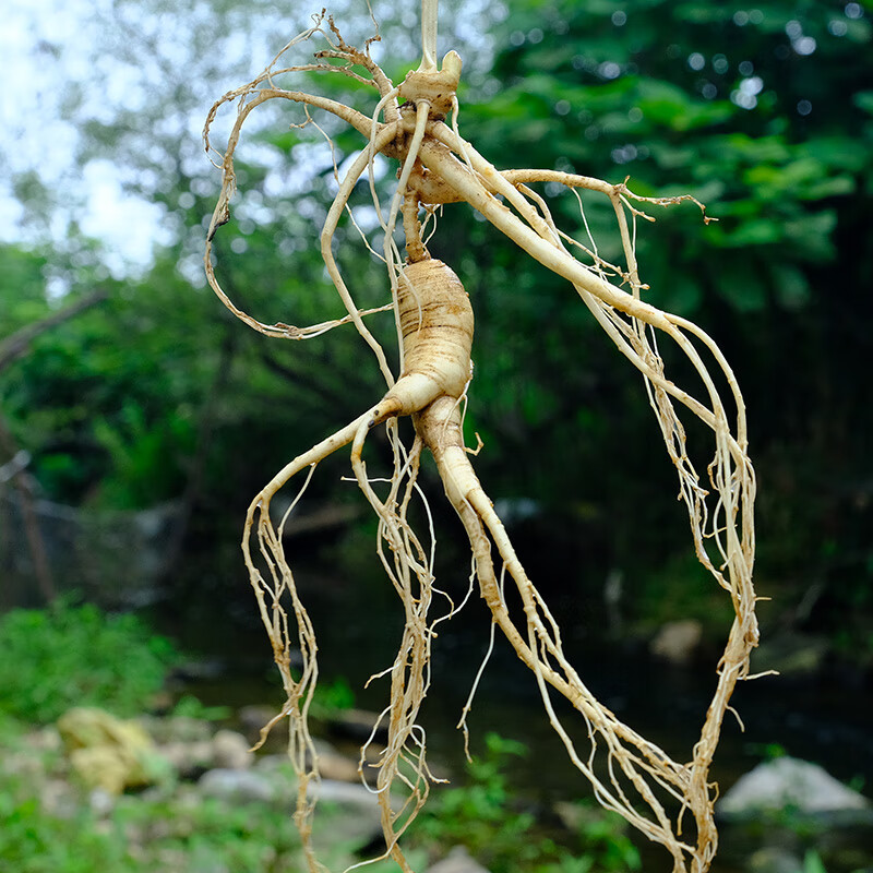 北京同仁堂鲜人参24年野山参长白山人参东北泡酒林下参整枝新鲜整枝