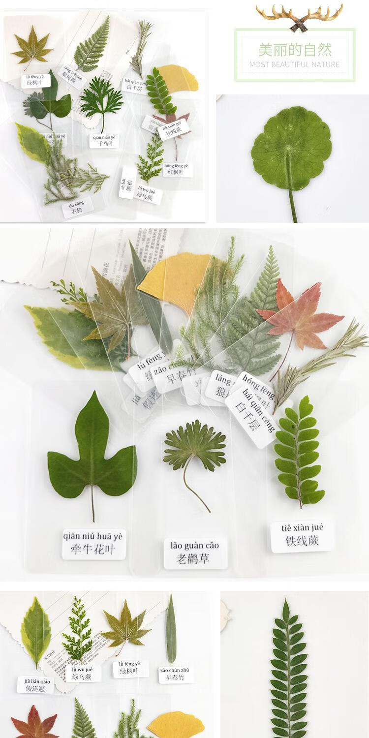 塑封树叶标本植物标本过塑真树叶幼儿园学生认识干花书签 带标签 银杏