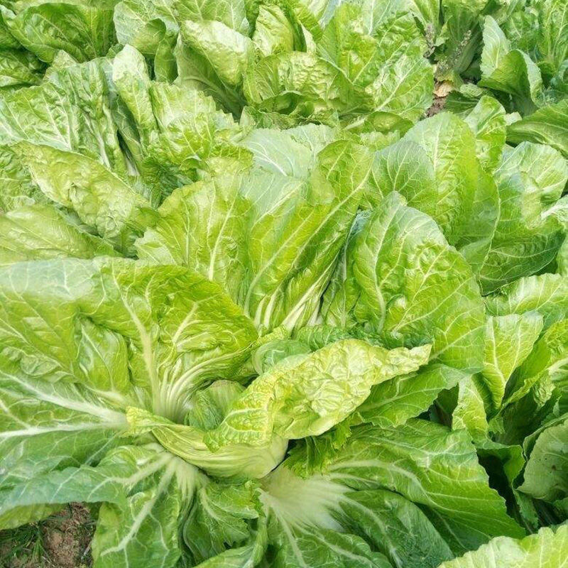 云南新鲜蔬菜青菜大叶宽帮芥菜水芥菜腌制酸菜鱼农家现摘现发【10月23