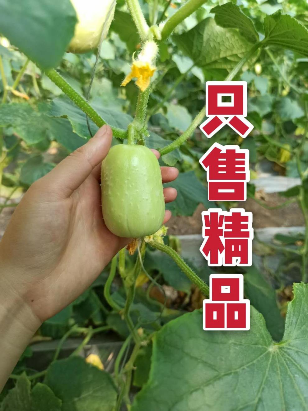 金童玉女水果黄瓜新鲜玉女拇指小黄瓜鲜嫩孕妇蔬菜生吃清甜爽口5斤5斤