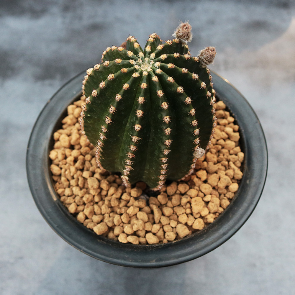 大颗黑金刚仙人球开花机器易养活仙人柱室内小盆栽大花红花 红花