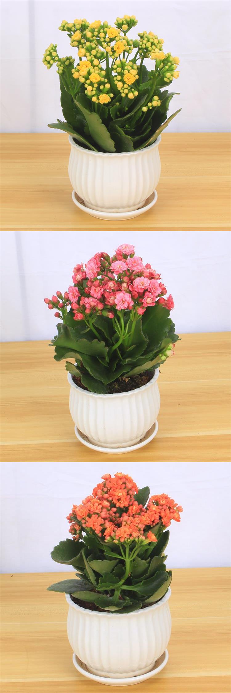 艾瑞缘转角花坊 长寿花盆栽重瓣花苗四季好养的花带花苞观花植物室内