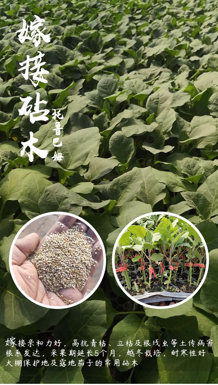 北蔬长茄杭茄种子茄子苗蔬菜冬季播种杭茄一号100粒原装