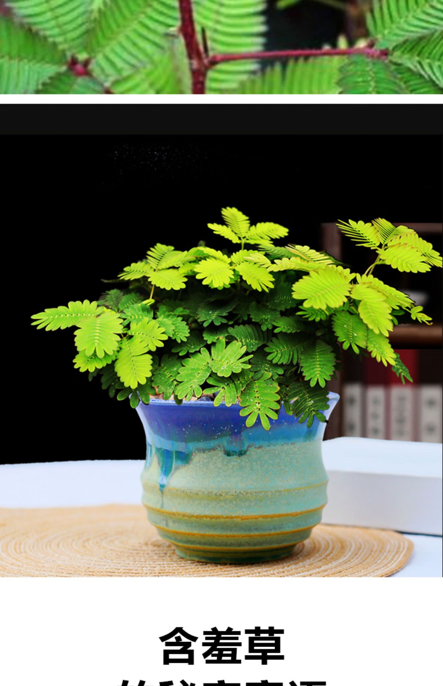 心头肉含羞草盆栽绿植室内可爱小植物四季常青好养花卉绿植白色钻石白