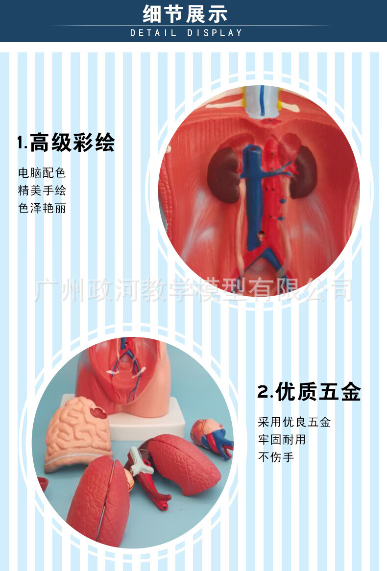 軀幹人體內臟解剖模型醫學教具器官系統結構軀幹