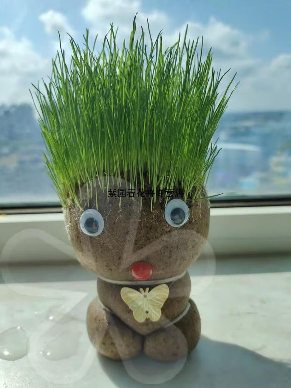 园艺草头娃娃小盆栽创意头上长草盆栽桌面迷你卡通办公室青草种植儿童