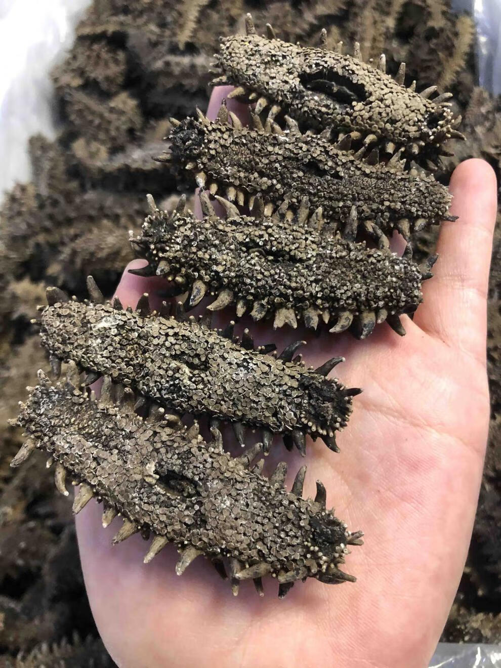 特选日本北海道野生关东海参干货六排刺纯淡干俄罗斯红参大连 500g特