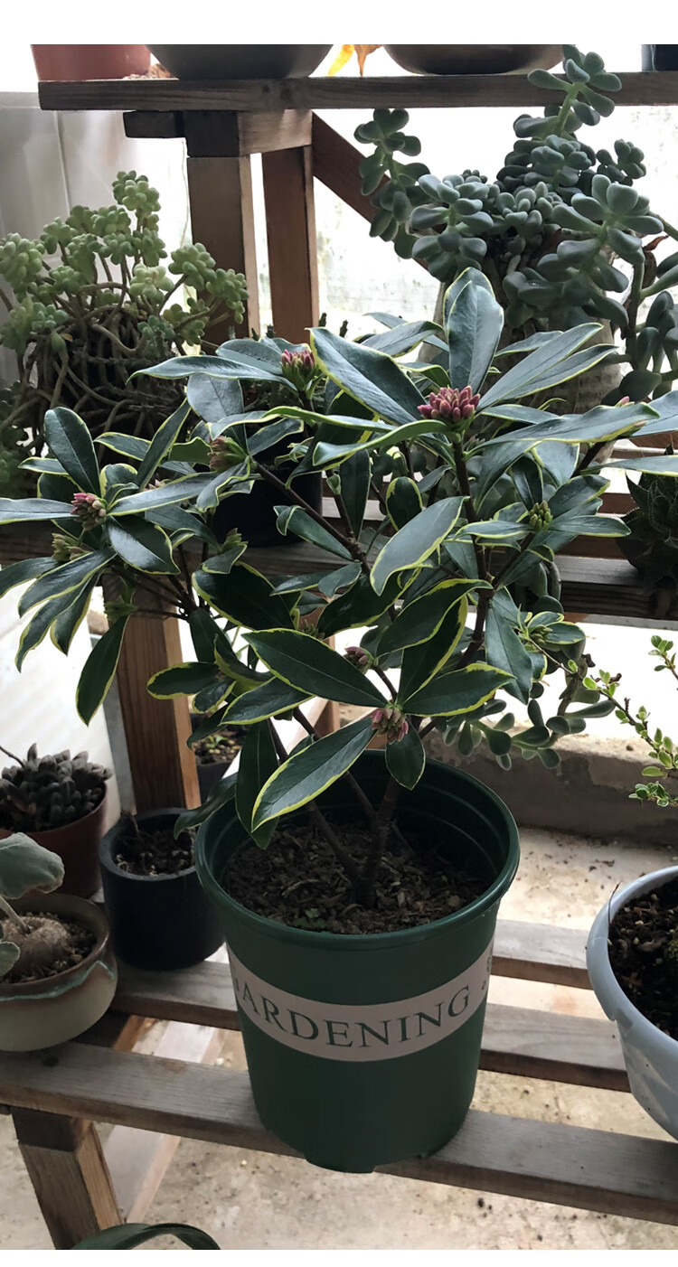 金边瑞香盆栽浓香型耐寒老桩盆景大苗室内花苗冬季开花好养易开花金边