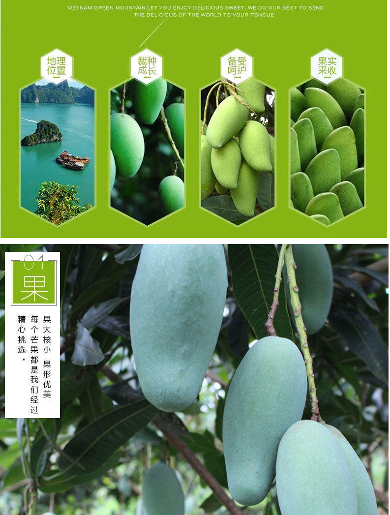 静乐鲜越南大青芒新鲜芒果9斤应当季热带水果甜心金煌水仙芒整箱