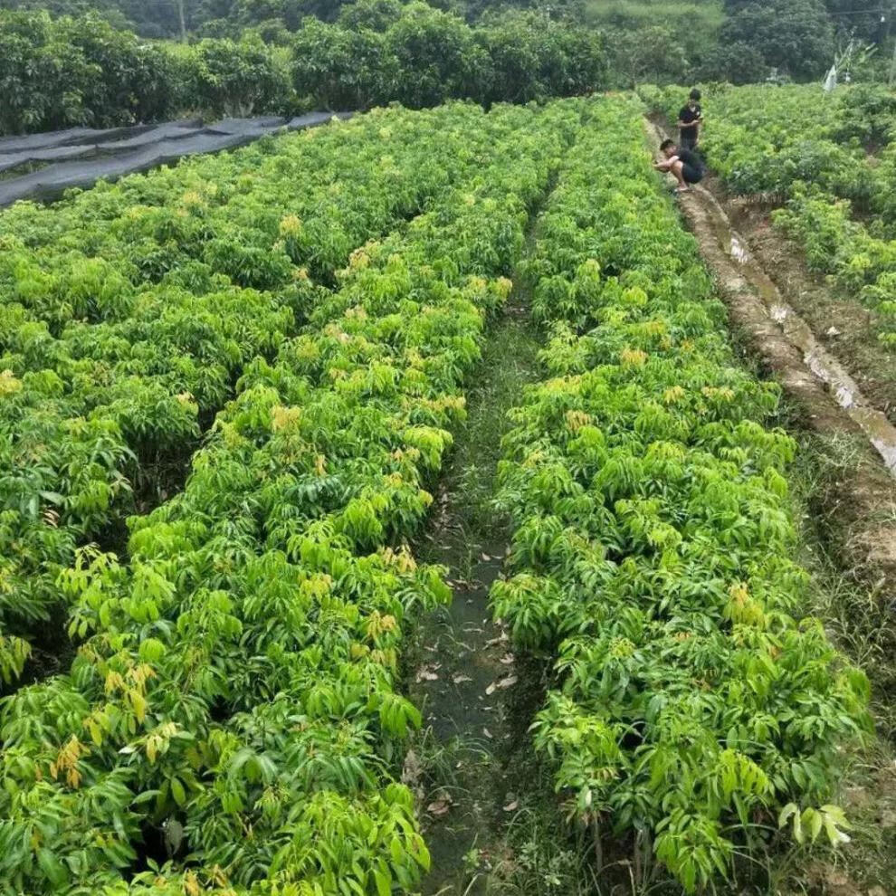 祉鹿荔枝树苗妃子笑广西a4无核荔枝苗桂味冰荔4年苗1棵带土当年结果