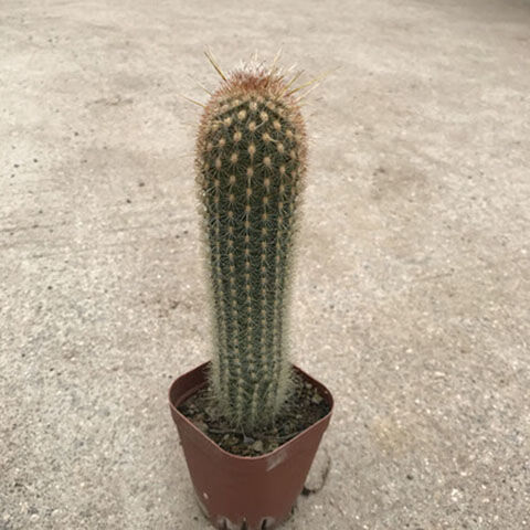 精选现发多肉植物仙人球仙人棒金丝猴黑金刚金琥金冠肉肉花卉盆栽黄金