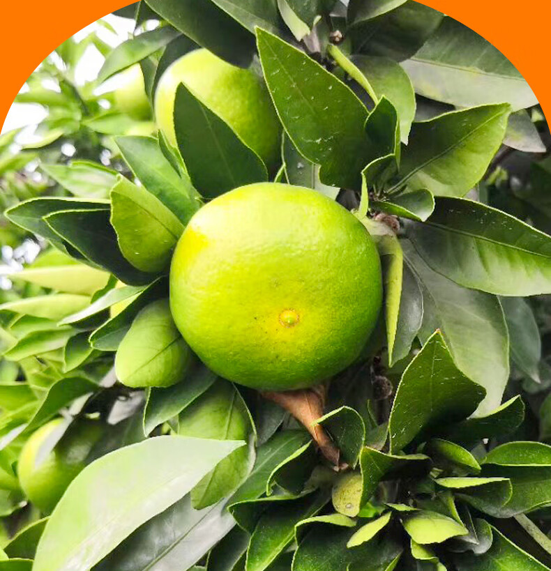 2022云南橘子蜜橘桔子蜜桔整箱新鲜青皮孕妇水果当季柑橘青绿皮10酷果