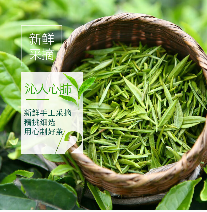 湖北茗茶2021年新茶五峰芽毛尖明前炒青嫩芽高山綠茶散裝