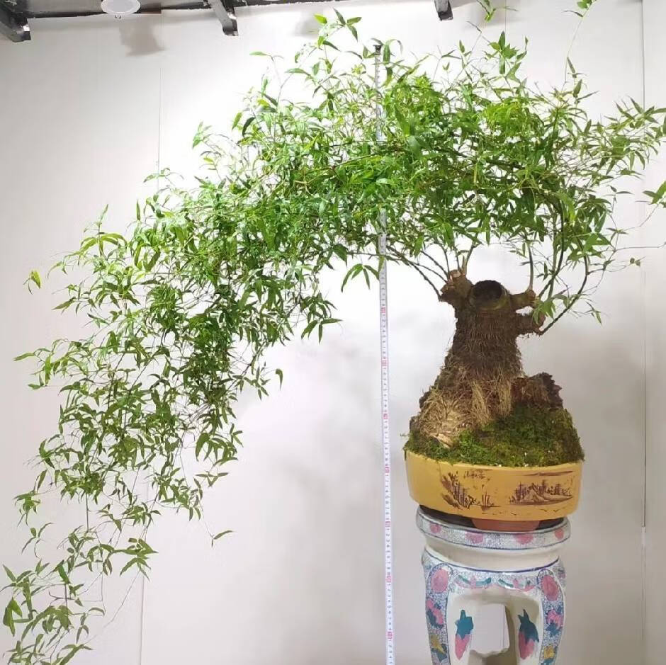 簕竹文人艺术小叶簕竹阳台室内外复古桌面勒竹树桩常青绿植盆景盆栽