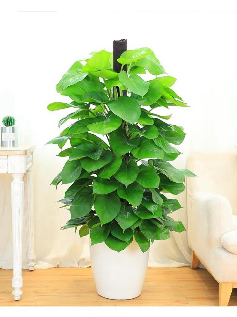 云仓发货绿萝柱盆栽室内植物办公室客厅绿植大叶绿萝柱