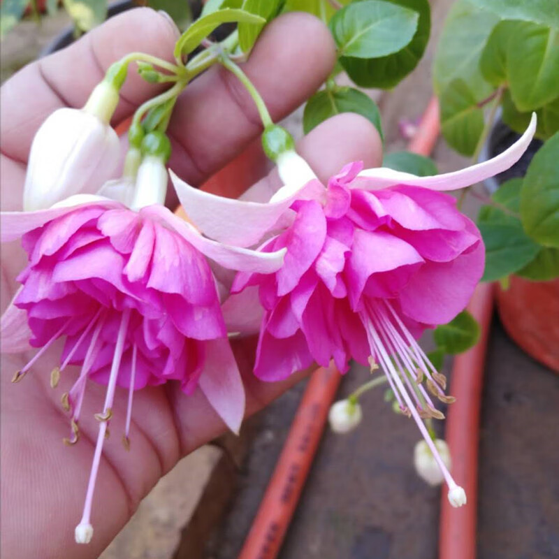 汉柠 倒挂金钟花苗重瓣灯笼花吊钟海棠四季开花花苞大庭院阳台花卉