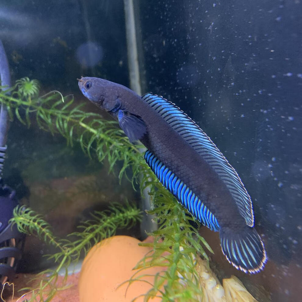 秋颖 活体阿萨姆蓝帆奶茶雷龙鱼蓝宝石七彩雷龙巴卡幼苗子中小型观赏