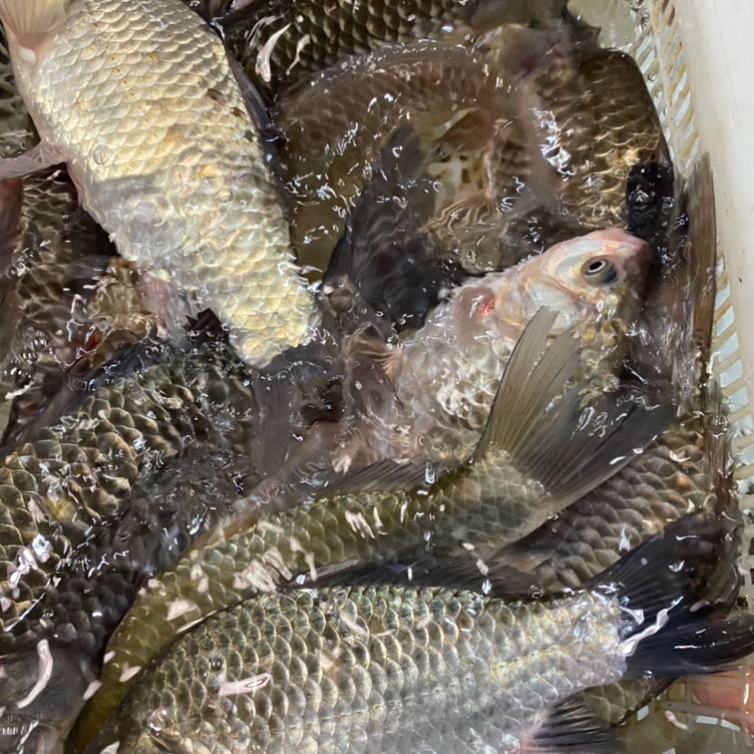 千岛湖野生鲫鱼正宗鲜活活体孕妇月子下奶炖汤儿童老人淡水鱼整条鲸洋