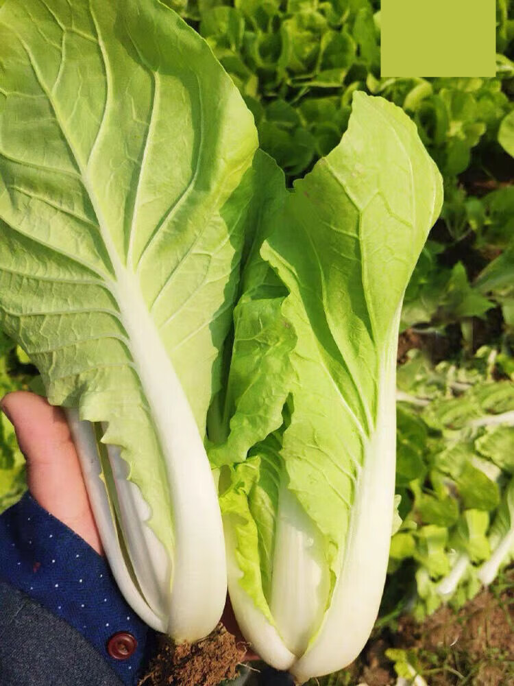 河南农家自种新鲜快菜小白菜新鲜奶油快菜青菜现摘现发 五斤装新鲜小