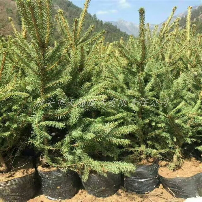 基地供应正宗冷云杉树苗别墅庭院盆栽云杉小苗圣诞树珍稀名贵植物冷